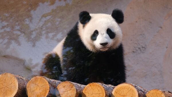Ding Ding, el oso panda que vive en el zoológico de Moscú  - Sputnik Mundo
