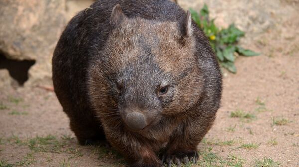 Wombat - Sputnik Mundo