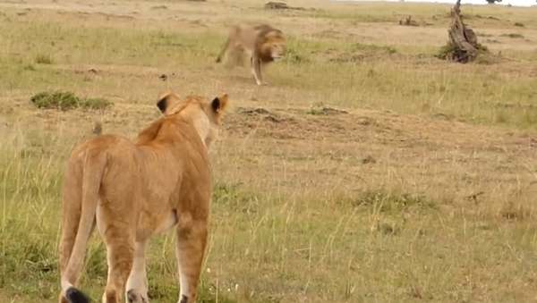 Un león le enseña a una leona cómo librarse de un grupo de hienas - Sputnik Mundo