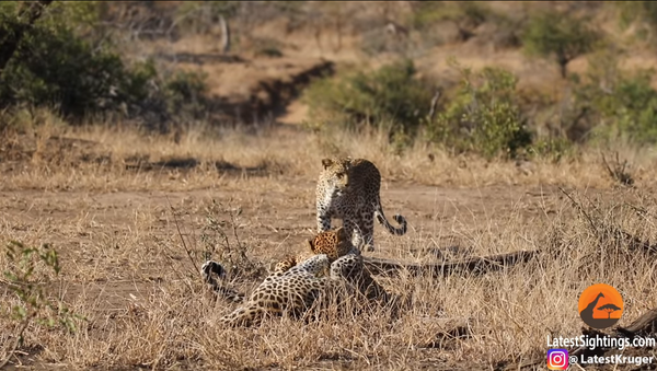 Una leoparda acaba con el feroz combate entre dos machos - Sputnik Mundo