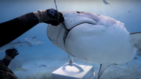 Un tiburón tigre toma un pescado de las manos de un submarinista - Sputnik Mundo