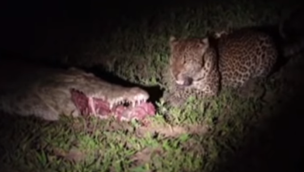 Un intrépido leopardo le roba la cena a un cocodrilo despistado en Zambia  - Sputnik Mundo