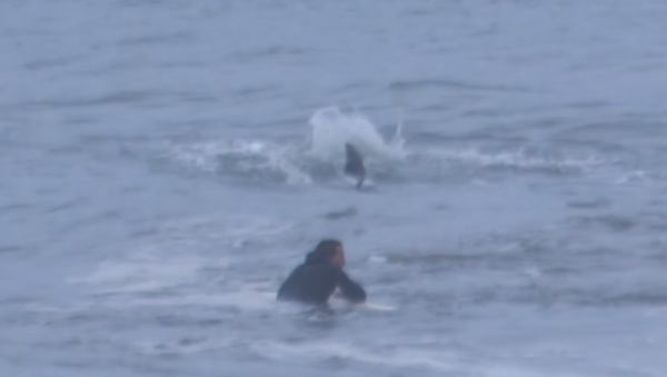 Un surfista nada cerca de un tiburón sin darse cuenta del peligro mortal - Sputnik Mundo