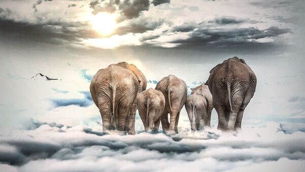 Elefantes sobre nubes - Sputnik Mundo