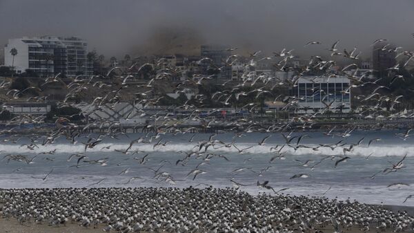 Сотни птиц на пляже Agua Dulce  в Лиме, Перу  - Sputnik Mundo