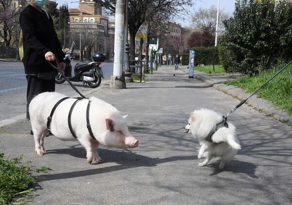 Una mujer que tiene por mascota un cerdo lo pasea por Roma, Italia. - Sputnik Mundo
