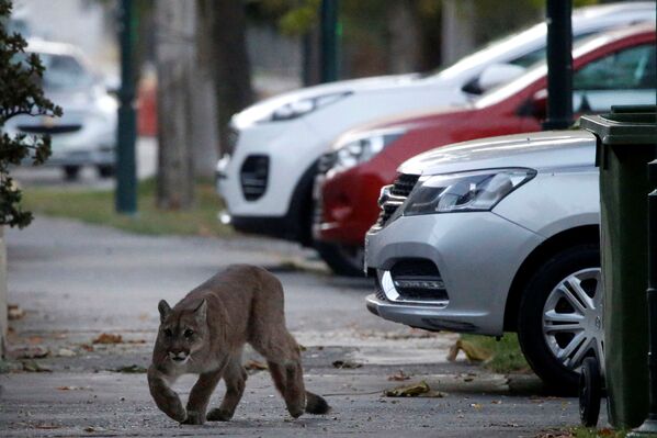 Un puma se pasea por las calles de Santiago de Chile. - Sputnik Mundo
