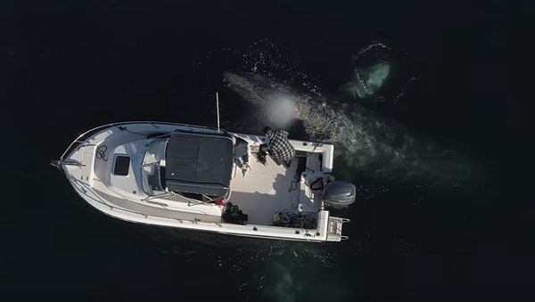 Unas amistosas ballenas se acercan a un bote para jugar - Sputnik Mundo