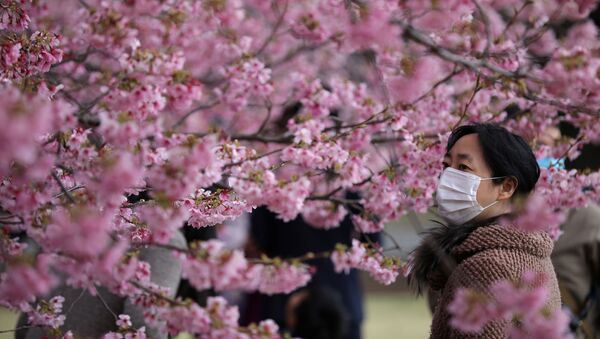 Una visitante con una máscara protectora goza de los cerezos en flor en el Jardín Nacional de Shinjuku Gyoen en Tokio. - Sputnik Mundo