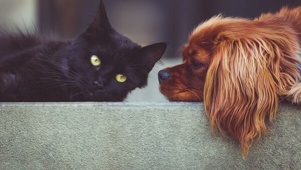Un perro y un gato - Sputnik Mundo