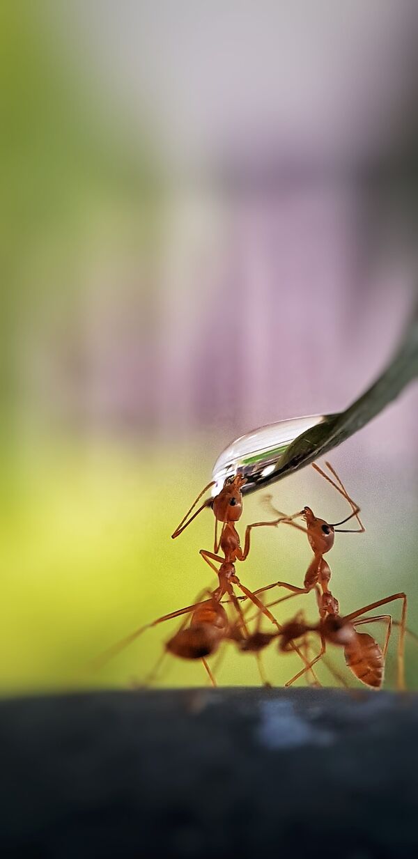 La foto 'Hormigas con sed', de un fotógrafo filipino, ganador del concurso The World's Best Photos of #Water2020. Fue tomada en el jardín del fotógrafo quien da de beber a los insectos.  - Sputnik Mundo
