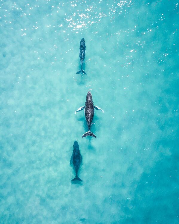 La foto 'Ver a estos tres navegando por la costa me hizo el día', de un fotógrafo australiano, presentada en el concurso The World's Best Photos of #Water2020. - Sputnik Mundo