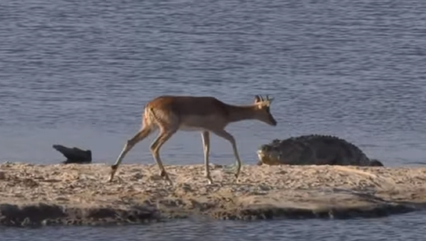 Una inusual batalla salvaje en un lago sudafricano - Sputnik Mundo