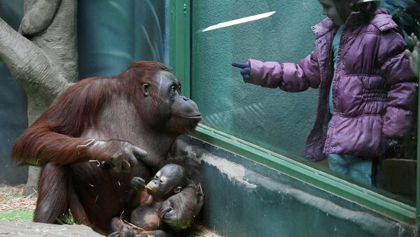 Orangutanes y una niña en el Zoológico de Moscú - Sputnik Mundo