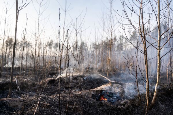 Пожар в зоне отчуждения Чернобыльской АЭС - Sputnik Mundo
