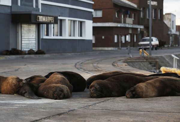 Cuando la naturaleza se toma un respiro: lobos marinos toman las calles de una ciudad argentina

 - Sputnik Mundo