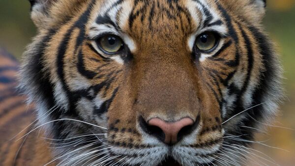 La tigresa malaya Nadia - Sputnik Mundo