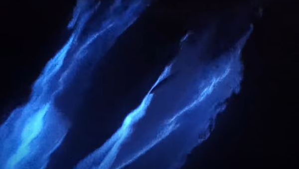 Filman a unos delfines rodeados de una mágica luz fluorescente - Sputnik Mundo