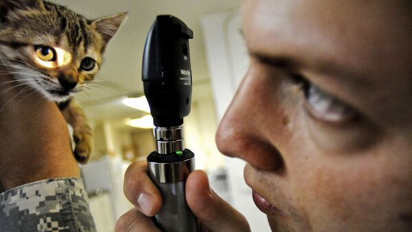 Un veterinario con un gato - Sputnik Mundo