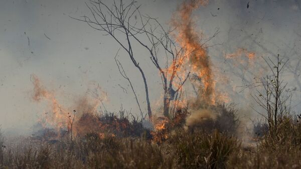 Incendio forestal en la Amazonía brasileña (archivo) - Sputnik Mundo