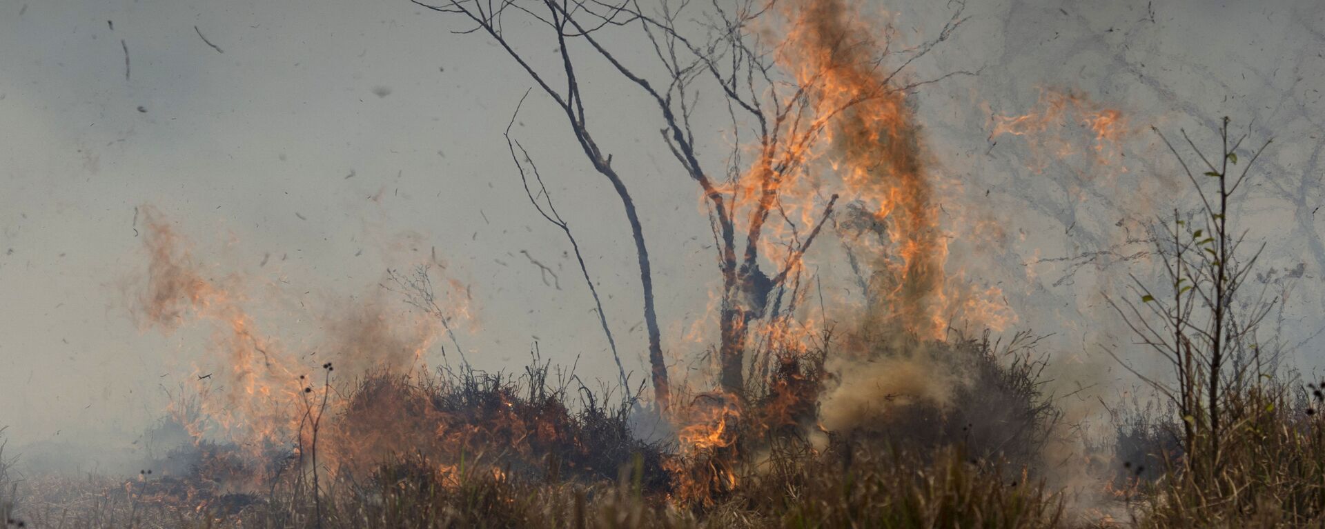 Incendio forestal en la Amazonía brasileña - Sputnik Mundo, 1920, 04.02.2022
