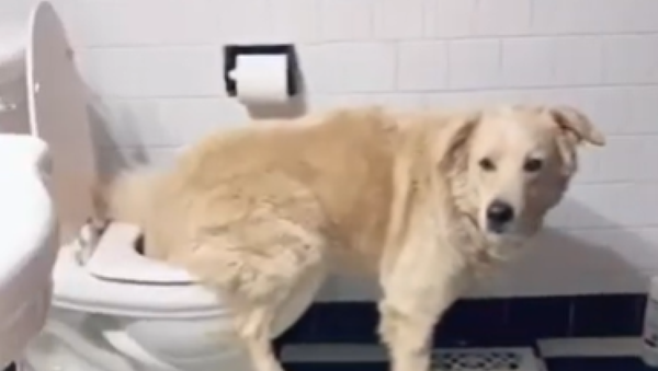 Este inteligente perrito sabe usar el baño - Sputnik Mundo