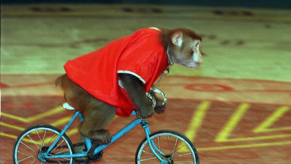 Un mono en bicicleta, imagen referencial - Sputnik Mundo