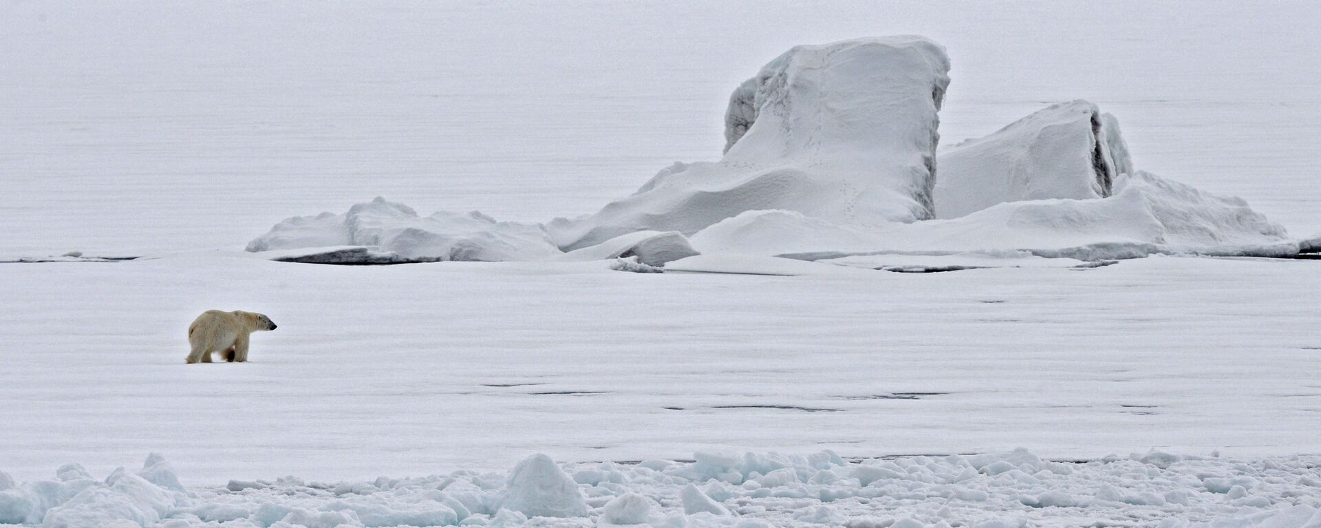 Un oso polar en un témpano de hielo en el Océano Ártico - Sputnik Mundo, 1920, 09.06.2022