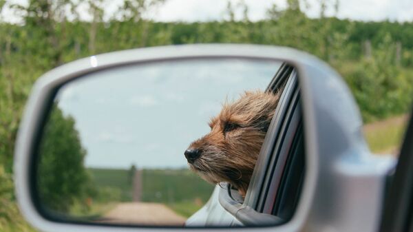 Un perro en un automóvil (referencial) - Sputnik Mundo