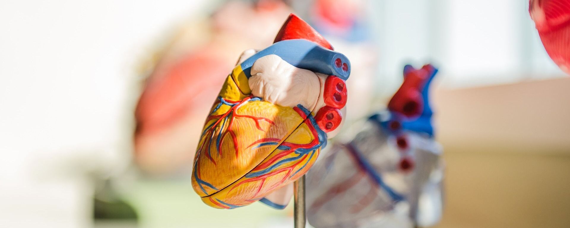 Modelo anatómico de un corazón. Imagen referencial - Sputnik Mundo, 1920, 13.02.2021