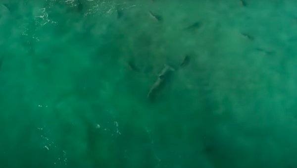 Así los tiburones martillo cazan a otros depredadores - Sputnik Mundo
