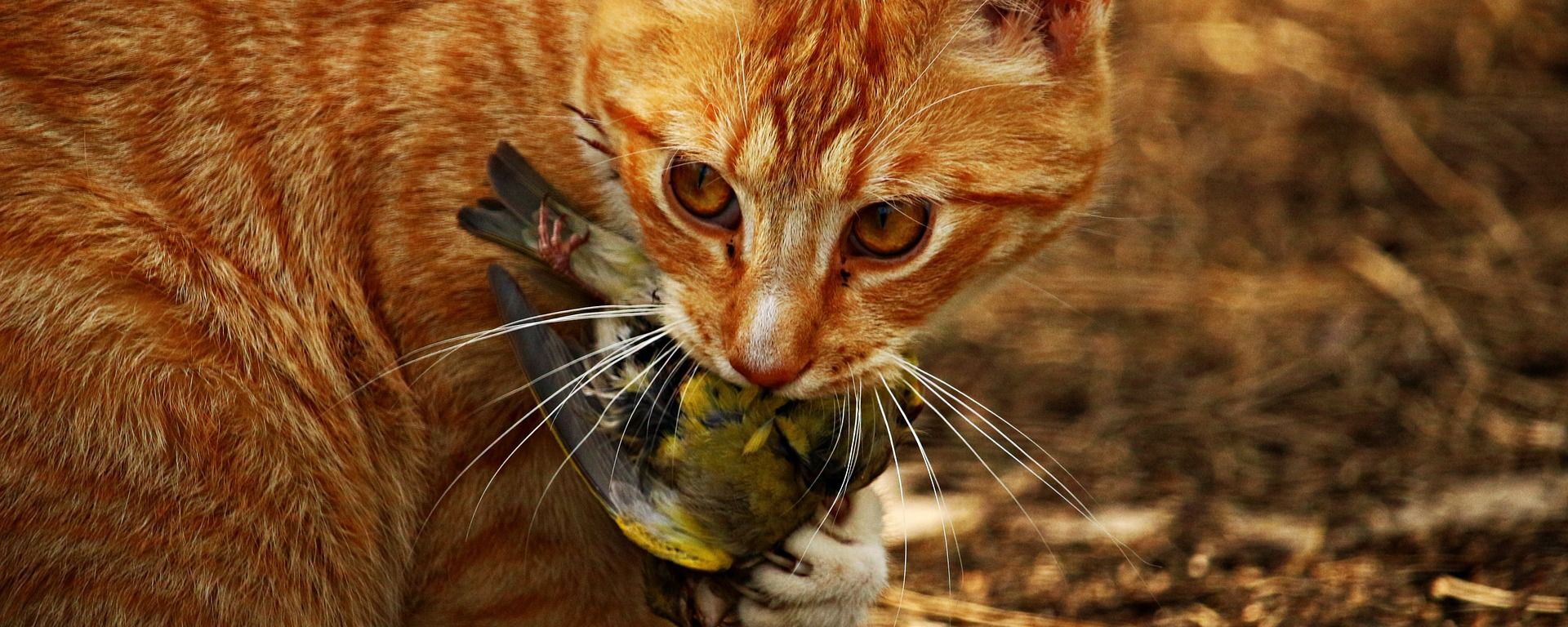 Un gato sostiene a un pajaro en su boca - Sputnik Mundo, 1920, 23.01.2022