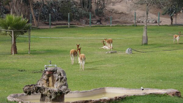 Vicuñas en un zoológico de Perú - Sputnik Mundo