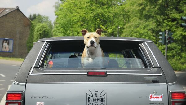 Un perro en un coche - Sputnik Mundo