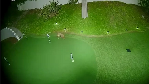 Un coyote en un campo de golf - Sputnik Mundo