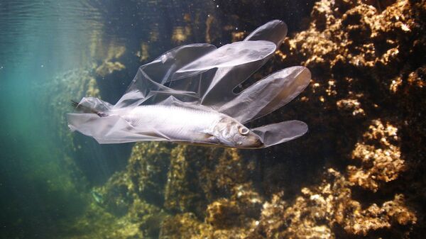 Un pez queda atrapado en un guante de plástico - Sputnik Mundo
