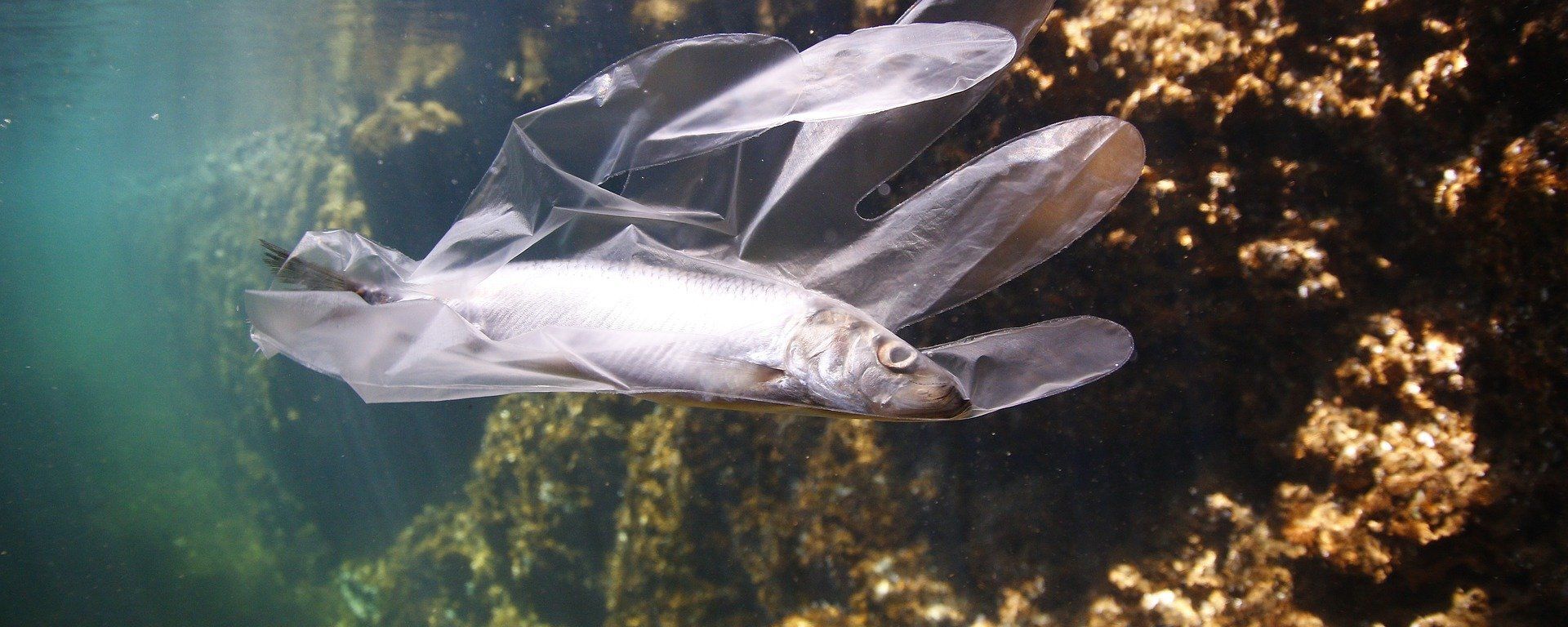 Un pez atrapado en un guante de plástico - Sputnik Mundo, 1920, 09.06.2020