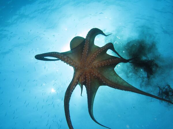 El asombroso mundo animal de los océanos - Sputnik Mundo