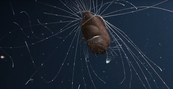 El asombroso mundo animal de los océanos - Sputnik Mundo