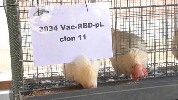 Científicos de Perú usan pollos y alpacas para testar una vacuna contra el COVID-19 - Sputnik Mundo