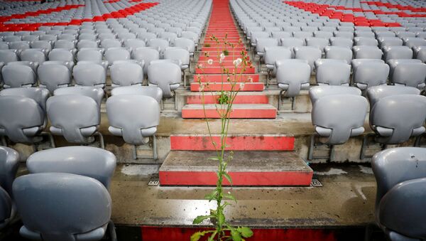 Una planta en un estadio de fútbol - Sputnik Mundo