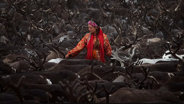 La foto fue tomada en la parte más septentrional de los montes Urales, en la frontera entre Europa y Asia. La mujer lleva el traje nacional de los komi mientras cuida una manada de ciervos. - Sputnik Mundo