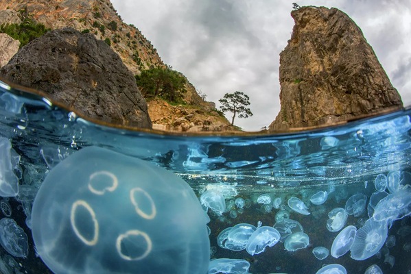 En primavera, el mar Negro en la zona de Balaklava se llena de un gran número de medusas aurelianas. El espectáculo es increíblemente hermoso y a la vez seguro. Las medusas son absolutamente inofensivas para las personas y se puede nadar entre ellas sin miedo. - Sputnik Mundo