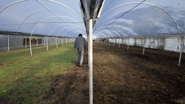 Un trabajador en un invernadero (imagen referencial) - Sputnik Mundo