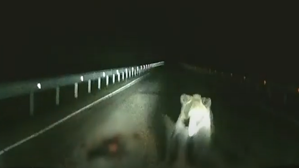 Un oso se abalanza sobre un vehículo en mitad de la noche - Sputnik Mundo
