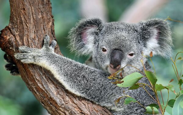 Los koalas pueden desaparecer - Sputnik Mundo