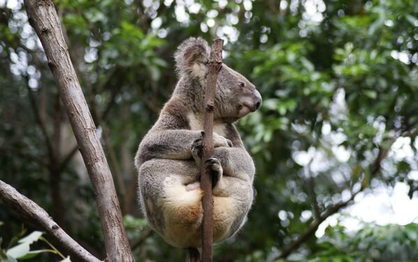 Los koalas pueden desaparecer - Sputnik Mundo