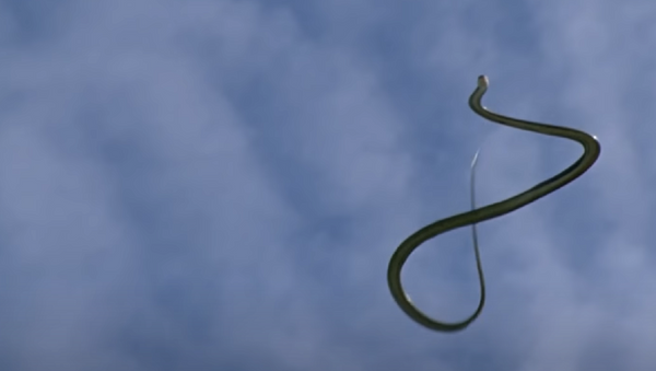 Una serpiente voladora - Sputnik Mundo