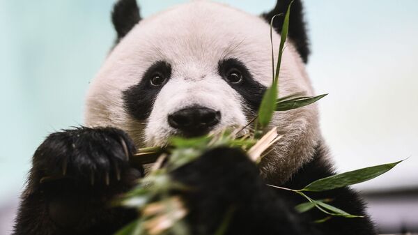 El panda macho Ru Yi, que habita en el Zoológico de Moscú - Sputnik Mundo