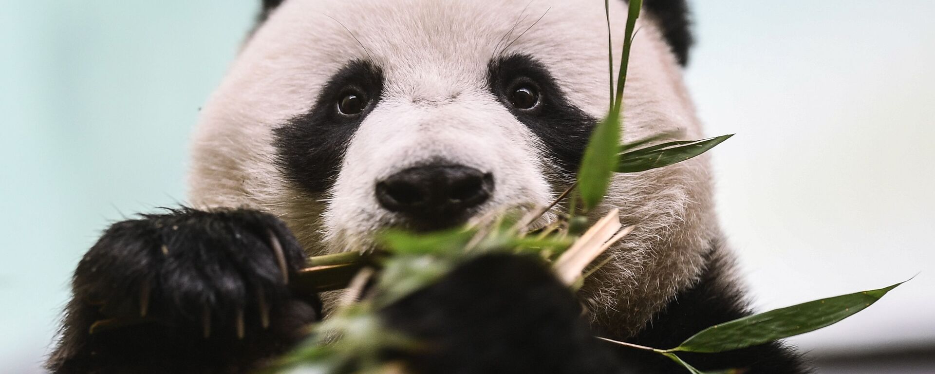 El panda macho Ru Yi, que habita en el Zoológico de Moscú - Sputnik Mundo, 1920, 06.09.2021